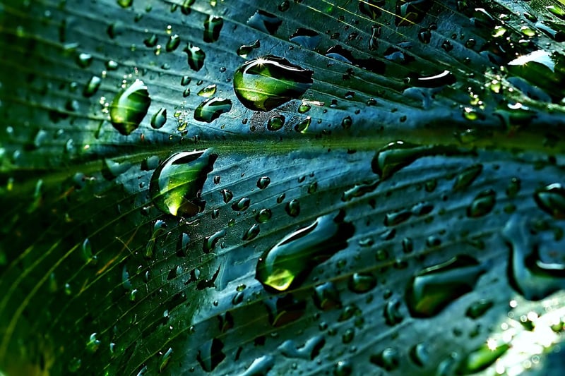 Rain Barrel
